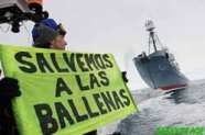 S.O.S para detener la caza de ballenas